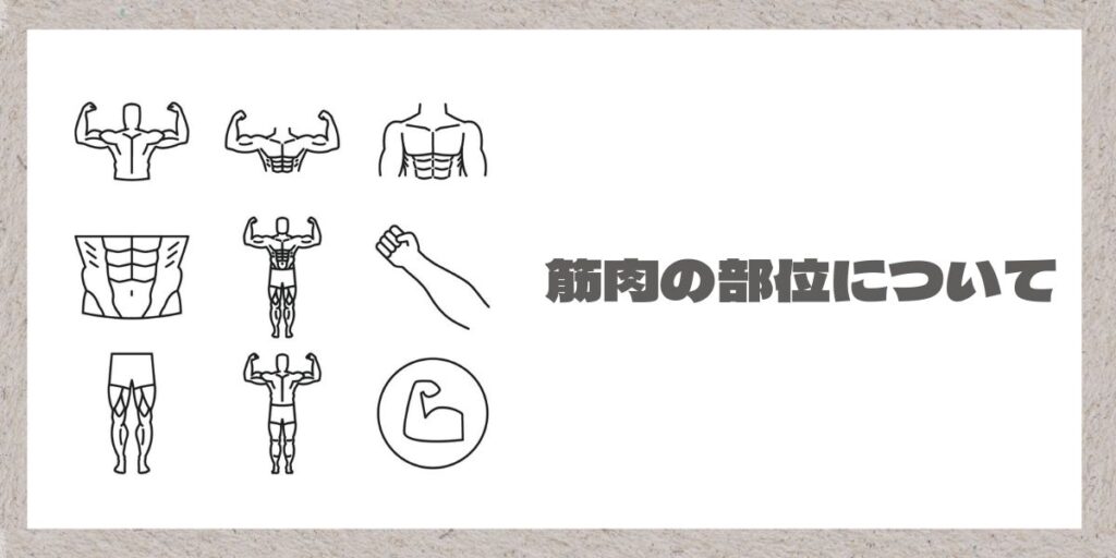 筋肉の部位解説のイメージ