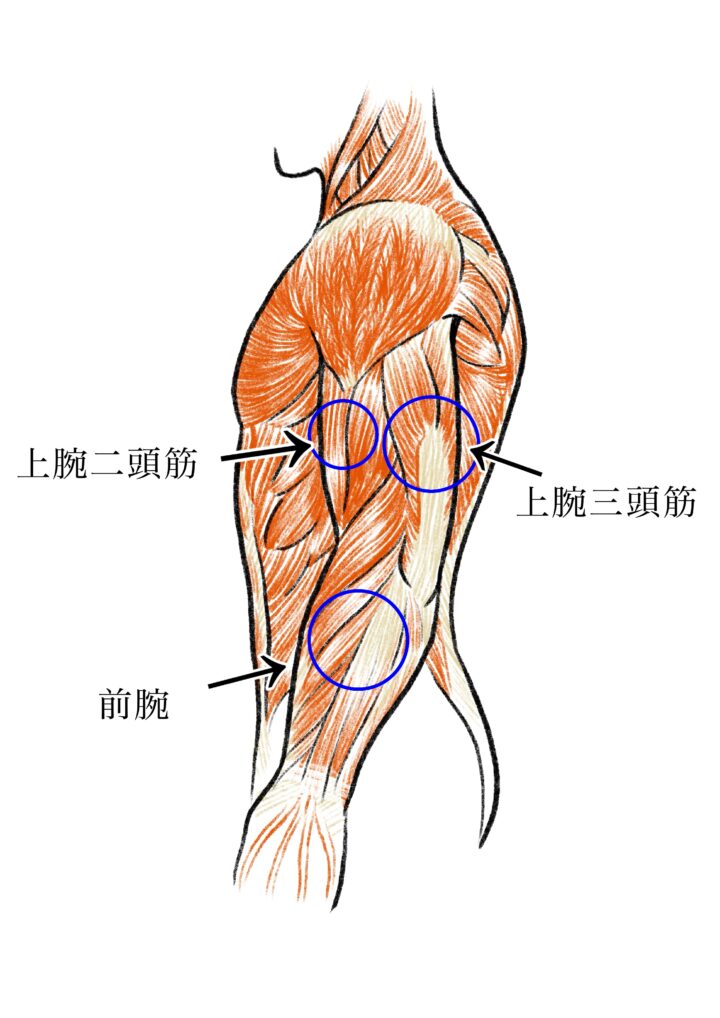 腕の筋肉