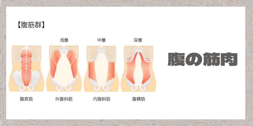 お腹の筋肉解説イラスト