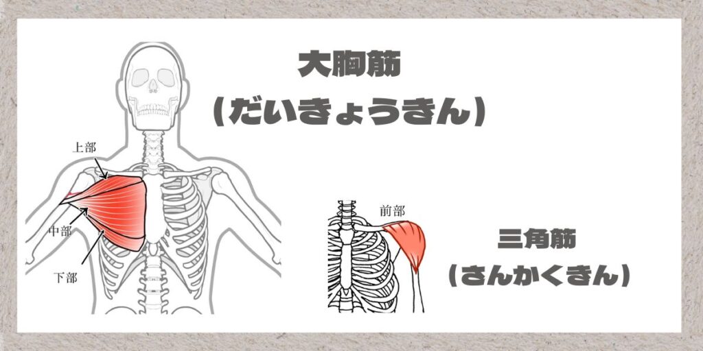大胸筋と三角筋のイラスト
