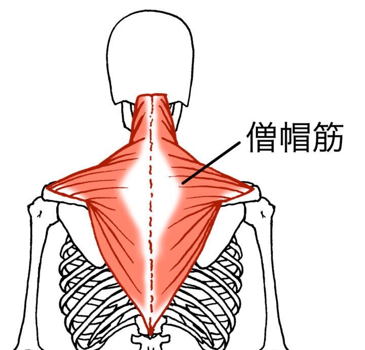 僧帽筋