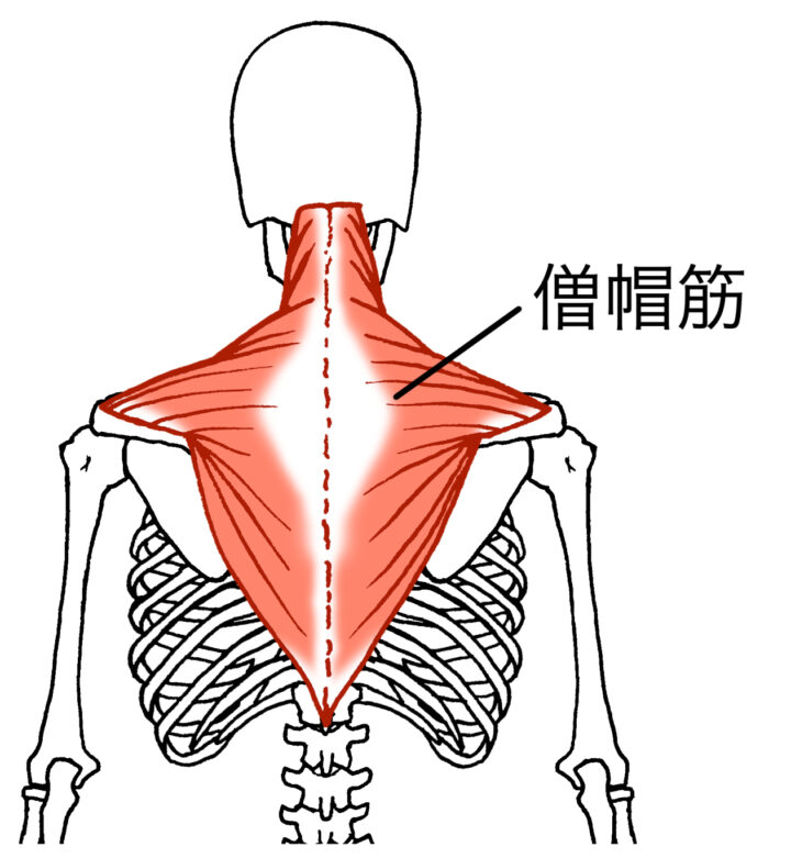 僧帽筋