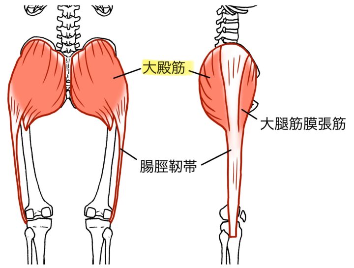 大臀筋の解説イラスト