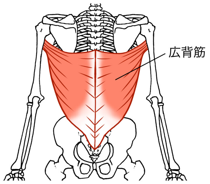 広背筋