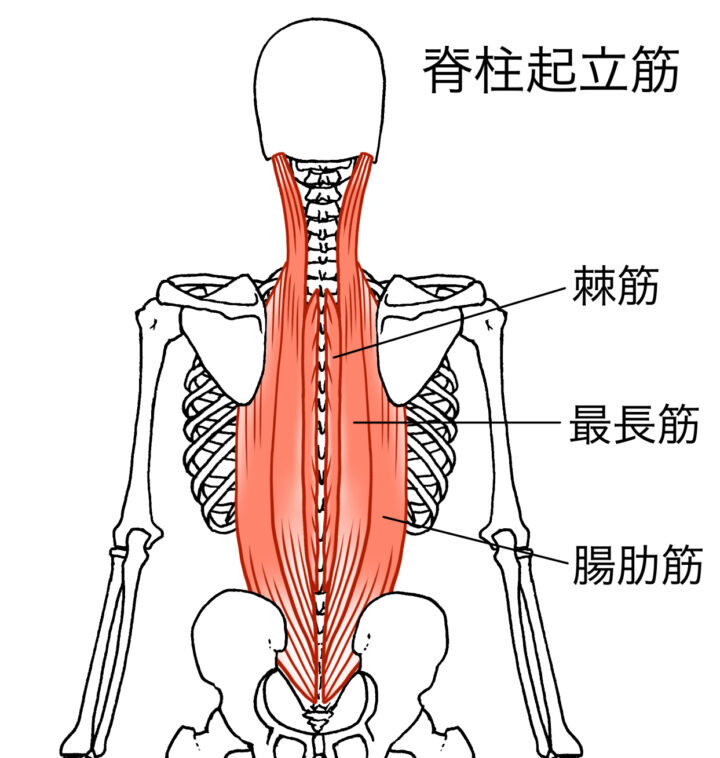 脊柱起立筋