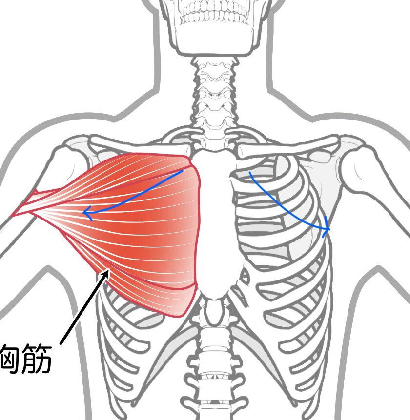 大胸筋の筋繊維のイラスト