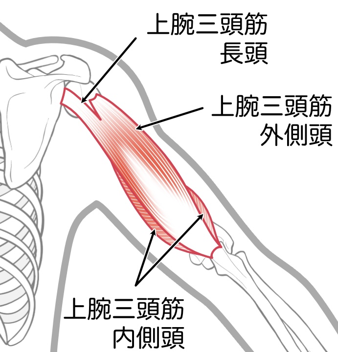 上腕三頭筋のイラスト