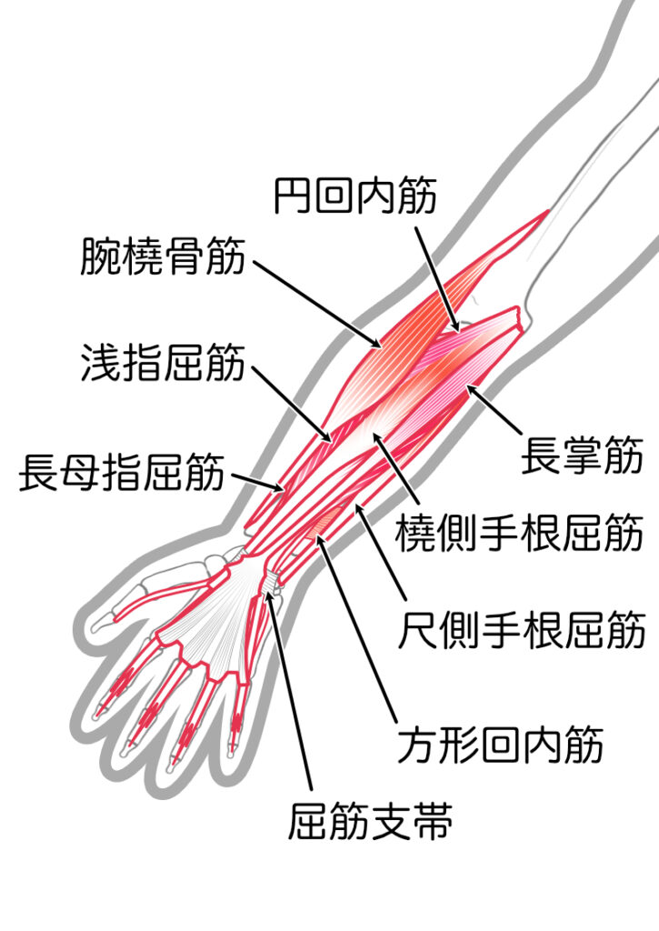 前腕の筋肉イラスト