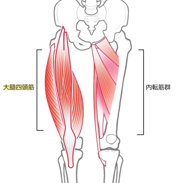 大腿四頭筋のイラスト