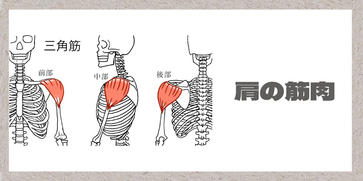 肩の筋肉について解説した画像