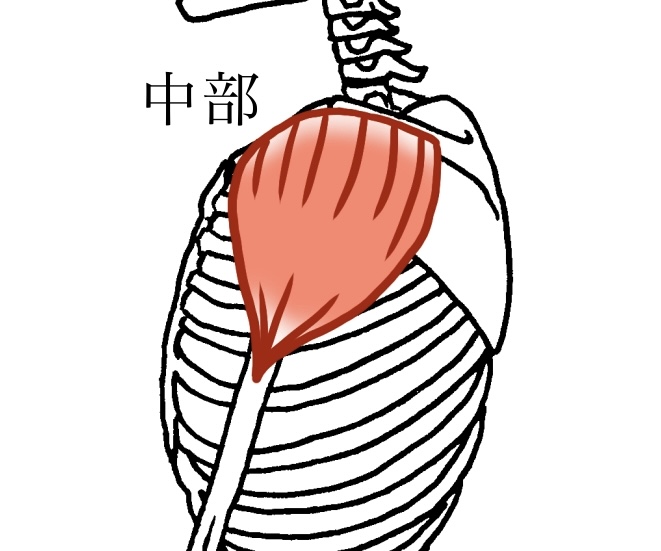 三角筋中部のイラスト