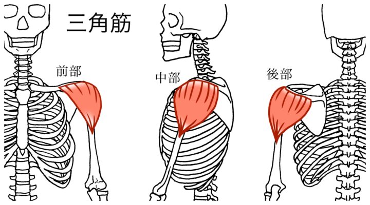 肩の筋肉