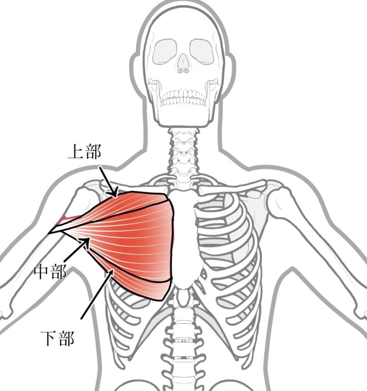 大胸筋