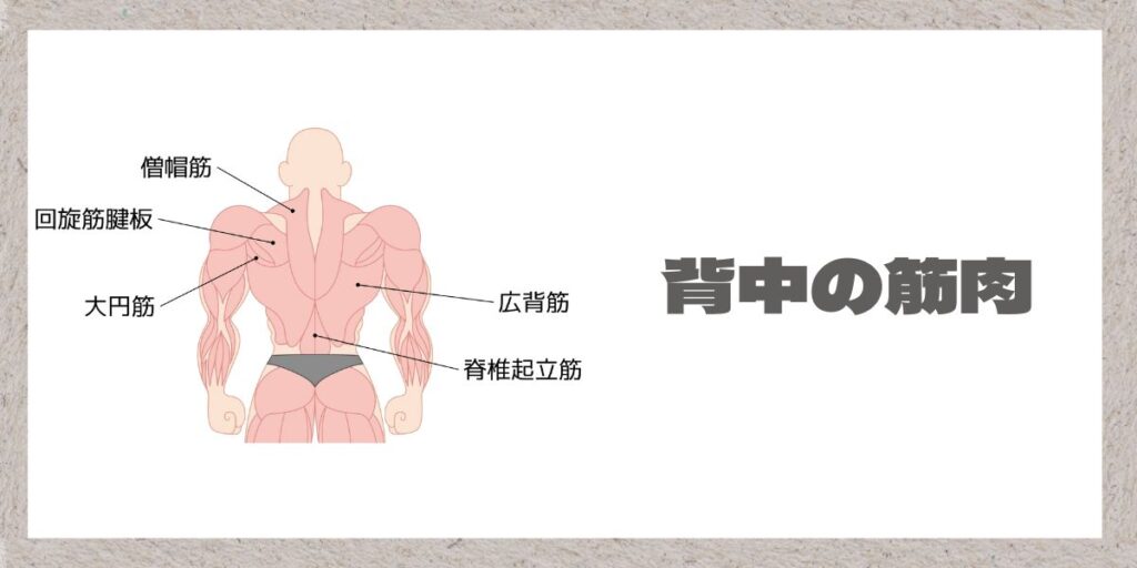 背中の筋肉解説イラスト