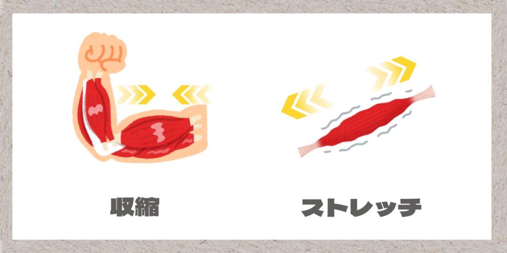 筋肉のストレッチと収縮のイラスト