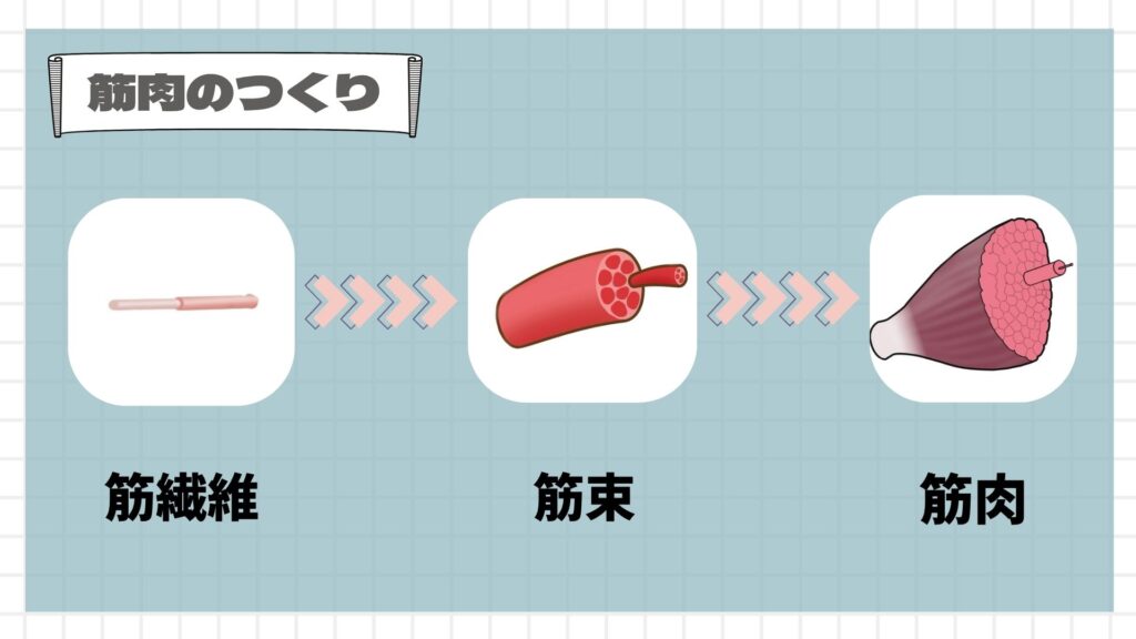 筋肉の作り解説イラスト