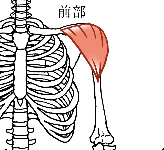三角筋のフロントのイラスト