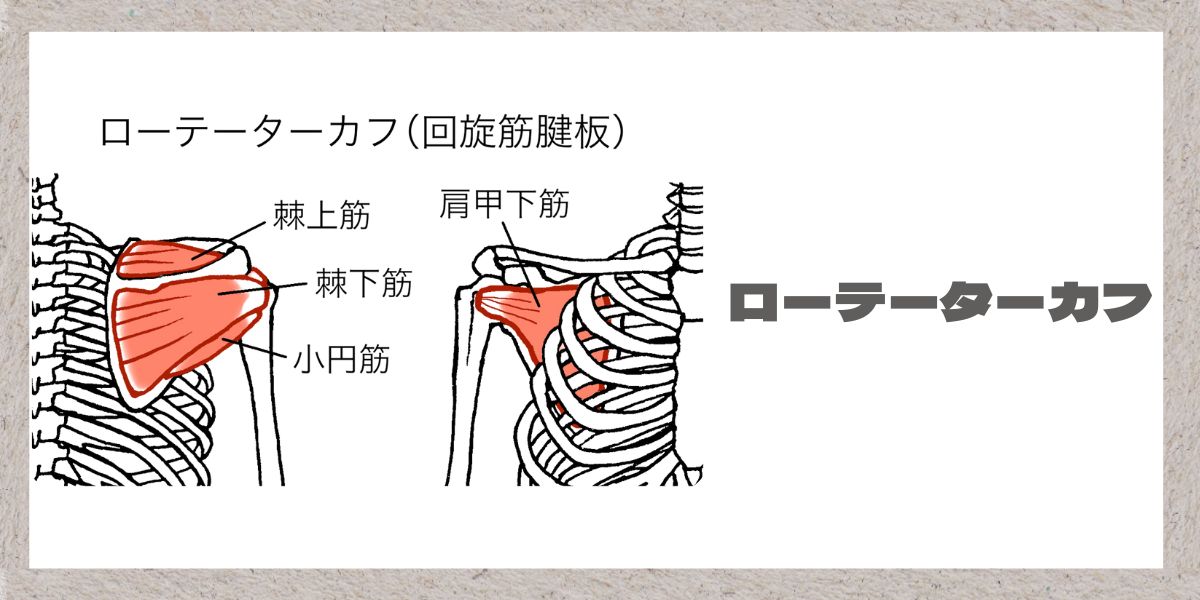 ローテーターカフについて解説画像