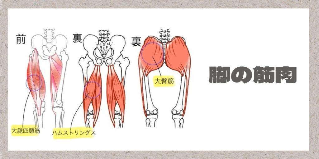 脚の筋肉解説のイラスト