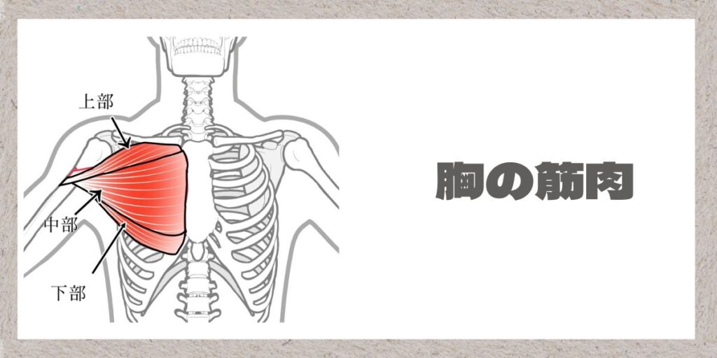 胸の筋肉解説のイラスト