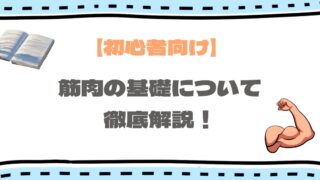 筋肉の部位や名前について徹底解説！筋トレを始める前に知りたいポイントを凝縮！
