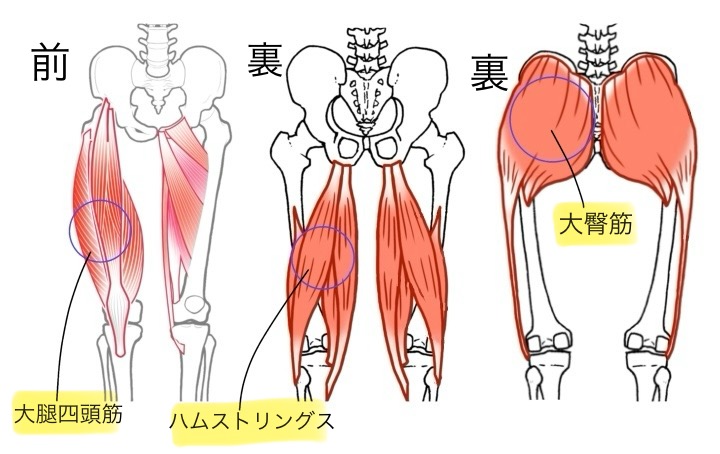 脚の筋肉