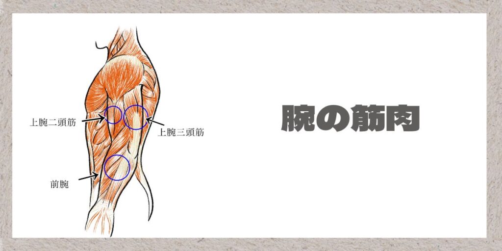 腕の筋肉解説のイラスト