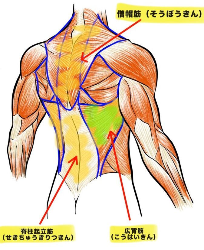背中の筋肉解説